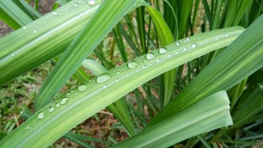 Yapraklara yağmur damlası