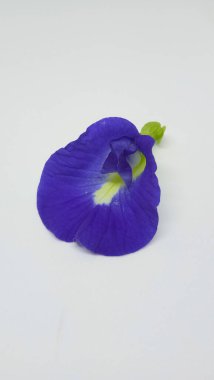 Renkli mavi ve yeşil doğal