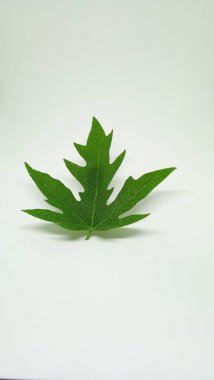 Yaprak şekli gerçekten doğadan inanılmaz.