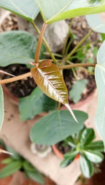 Güzellik ve doğal yeşil