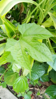 Güzellik ve doğal yeşil