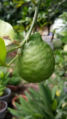 Tayland mutfağı için taze malzeme.