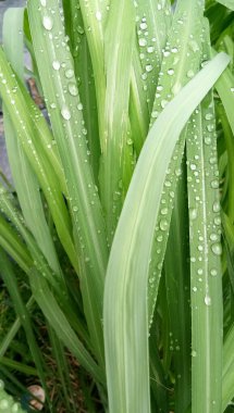 Yağmur damlası mücevher gibi görünüyor.