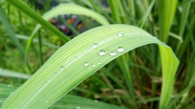 Yağmur damlası mücevher gibi görünüyor.