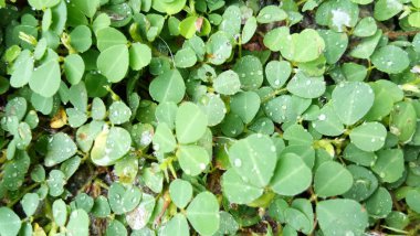 Yağmur damlası mücevher gibi görünüyor.