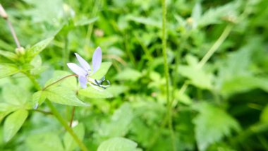 Yolun kenarından güzel doğa.