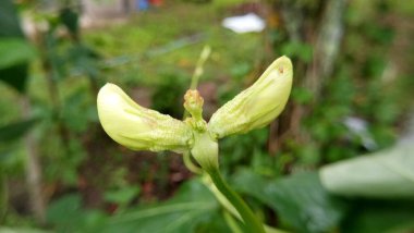 Uzun fasulye çiçekleri açmaya başlar.