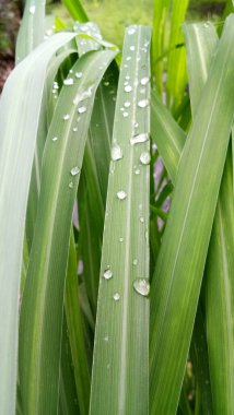 Yağmur damlası mücevher gibi görünüyor.