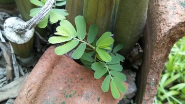 Muson mevsimi tüm bitkilere tazelik getirir.