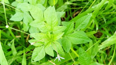 Muson mevsimi tüm bitkilere tazelik getirir.