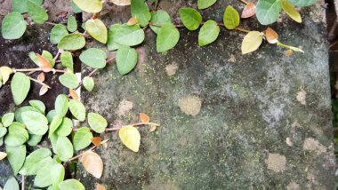 Yeşillik bahçesinde taze hissediyorum.