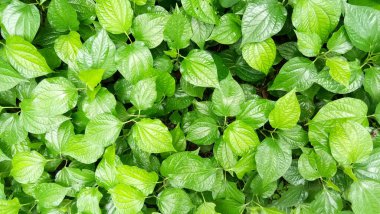 Yeşil renkte rahatla.