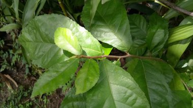 yeşillik bahçesi taze hava üretir