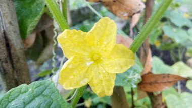 organik salatalık sağlık için iyidir.