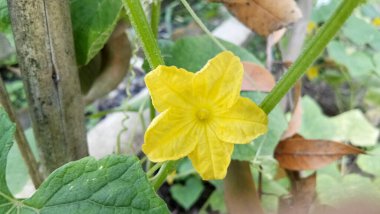 organik salatalık sağlık için iyidir.