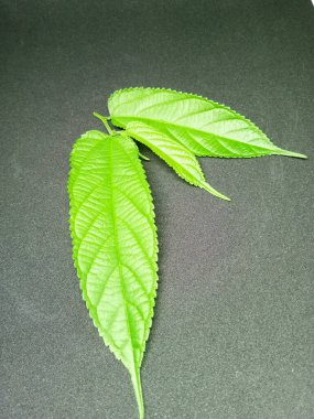 Şaşırtıcı doğa yaratımı farklı ve güzellik terk