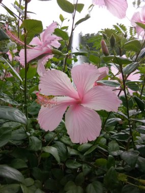 Vahşi çiçeklerin güzelliği