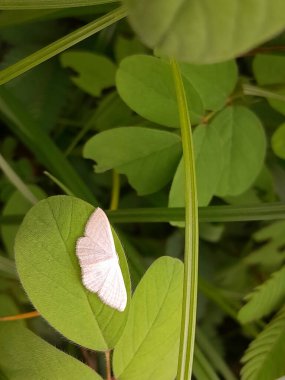 Güzel beyaz kelebekli yeşil yapraklar