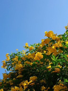 Çiçeklerin renkleri ve mavi gökyüzü