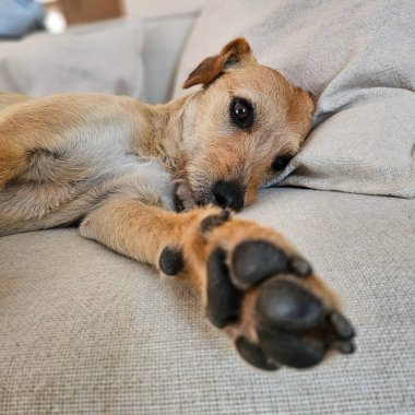 Bej bir kanepede uzanmış kahverengi bir köpeğin portresi..
