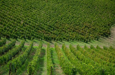 Yeşil yapraklı ve asma meyveli paralel üzüm bağları dizileri