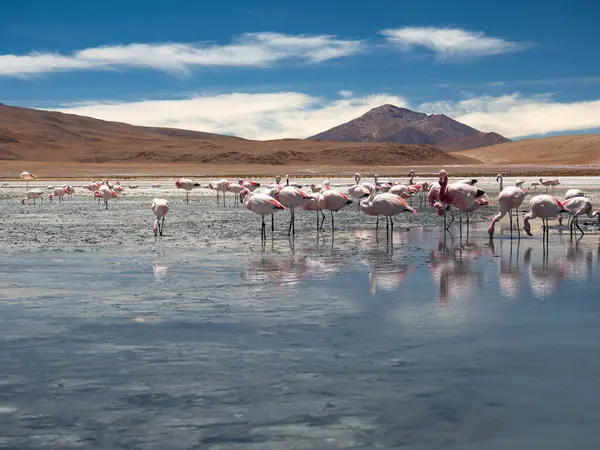 stock image Group of pink flamingos in the Laguna de Pastos Grandes in the Eduardo Avaroa Andean Fauna National Reserve, Andes mountains, Bolivian highlands, South America.