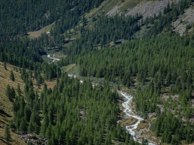 Gressoney la Trinite ve Staffal (Tschaval) üzerinde, İtalya 'nın Valle d' Aosta kentindeki yeşil orman ve nehir manzarası. İtalyan Pennine Alpleri.