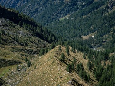 İtalya 'nın Valle d' Aosta şehrindeki Lys vadisinde Gressoney la Trinite ve Staffal 'ın (Tschaval) tepesindeki yeşil orman, dağ manzarası ve nehir manzarası. Pennine Alpleri