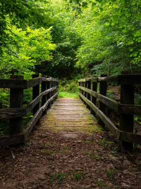 Yeşil ağaçlar ve bitki örtüsüyle çevrili, doğa tarafından çevrelenmiş, yürüyüş parkurundaki ahşap bir köprü manzarası.