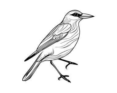 Bir dal hattındaki kuş, uçan kuş, mevsimlik kuş doğası.