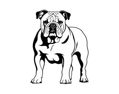 Evcil hayvan köpeği, ayakta duran siluet. Amerikan Bulldog 'unun bir çizimi. - Evet. Vektör illüstrasyonu
