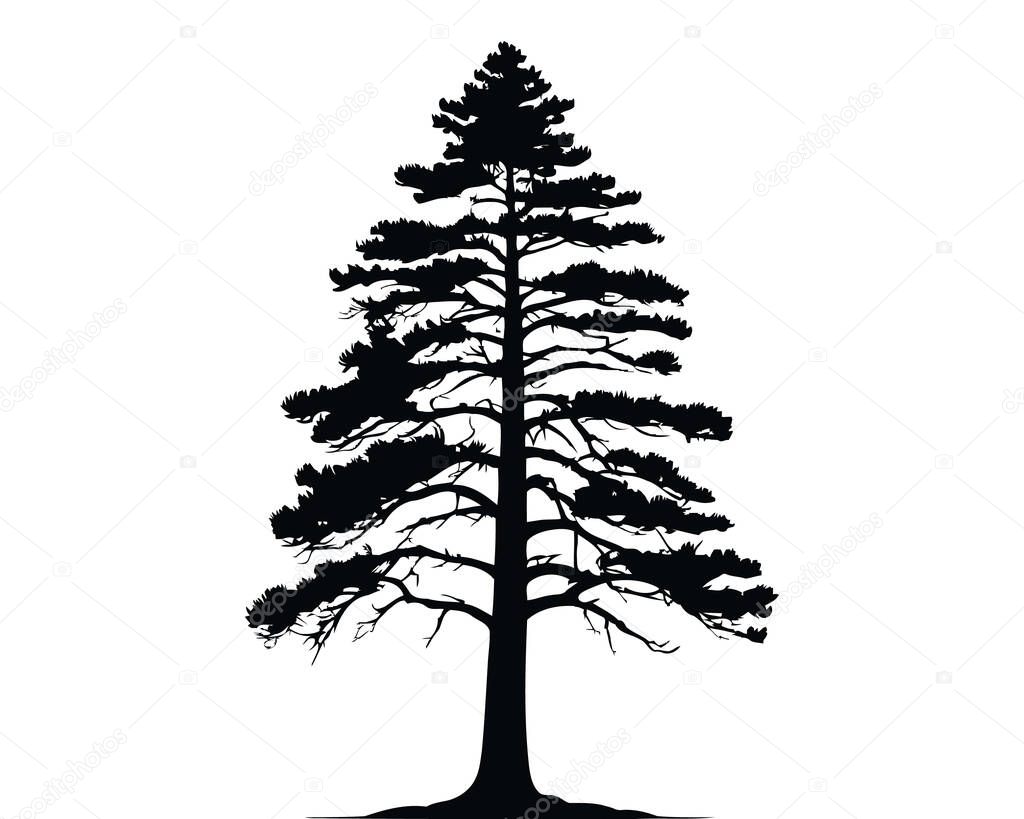 Pine tree silhouette, Christmas tree clip art. Winter Holiday Symbols. spruce tree, ink plant sketch, hand drawing. Forest Fir Trees, Black Evergreen Woods vector illustration. . Vector illustration
