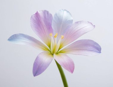 Saf beyaz arkaplanda izole edilmiş şeffaf tek bir çiçek ayrıntılı taç yaprakları ve botanik sanatı ve sofistike tasarım düzeni için ideal minimalist bir stil sergiliyor.