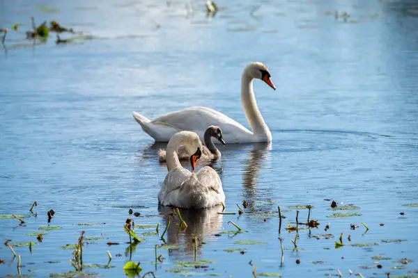 Kuğu ailesi gölde, anne ve baba yavru kuğusuyla yüzüyorlar. Kaleme odaklan..
