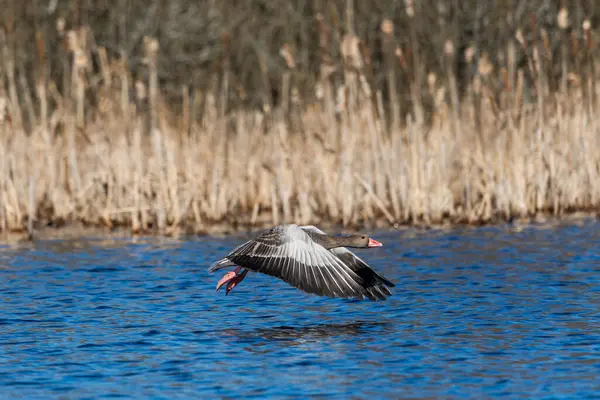Greylag Goose uçuyor.