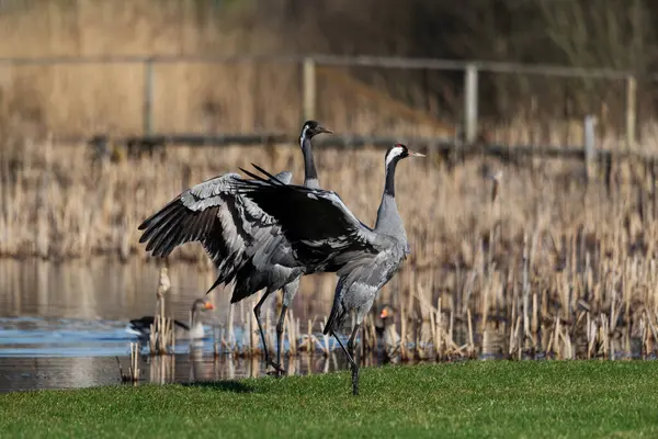 Yaygın turna kuşları (Grus grus), kanat çırpan kanatlar - seçici odaklanma