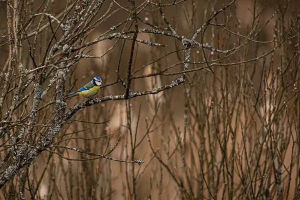 Blue tit (Cyanistes caeruleus) sitting on a willow branch, background blur, focus on the bird