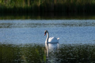 Sakin göl suyunda yüzen tek bir sessiz kuğu. Telefoto zoom lensli yakın çekim.