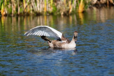Single cygnet swimming and feeding around the wild lake on sunny day, stretching its wing and leg- close-up shot from long distance