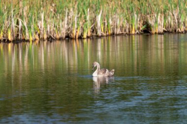 Güneşli bir günde tek bir cygnet, vahşi gölün etrafında sallanıyor ve besleniyor. Uzak mesafeden yakın çekim.