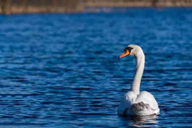 Vahşi bir göletin mavi sularında beyaz kuğu, kuğunun kafasına odaklan.