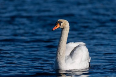 Vahşi bir göletin mavi sularında beyaz kuğu, kuğunun kafasına odaklan.