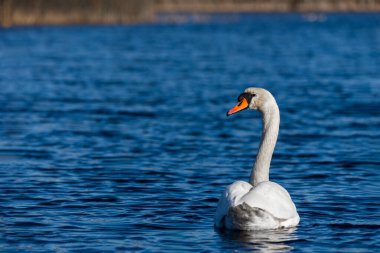 Vahşi bir göletin mavi sularında beyaz kuğu, kuğunun kafasına odaklan.