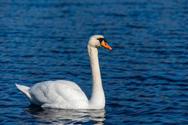 Vahşi bir göletin mavi sularında beyaz kuğu, kuğunun kafasına odaklan.
