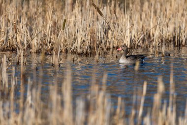 Gölde yüzen Greylag Goose, seçici odaklanma