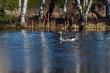 Greylag kaz gölette yüzüyor.