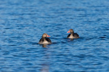 Vahşi gölde yüzen Greylag kazları, seçici odaklanma