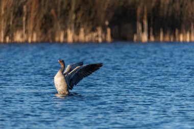 Greylag kaz kanat çırpıyor vahşi bir göl üzerinde. Gün batımında mavi su ile birlikte.