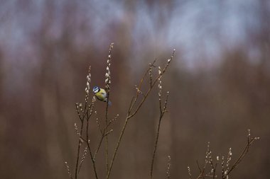 Blue tit (Cyanistes caeruleus) sitting on a willow branch, background blur, focus on the bird