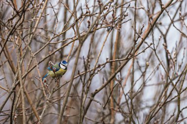 Blue tit (Cyanistes caeruleus) sitting on a willow branch, background blur, focus on the bird